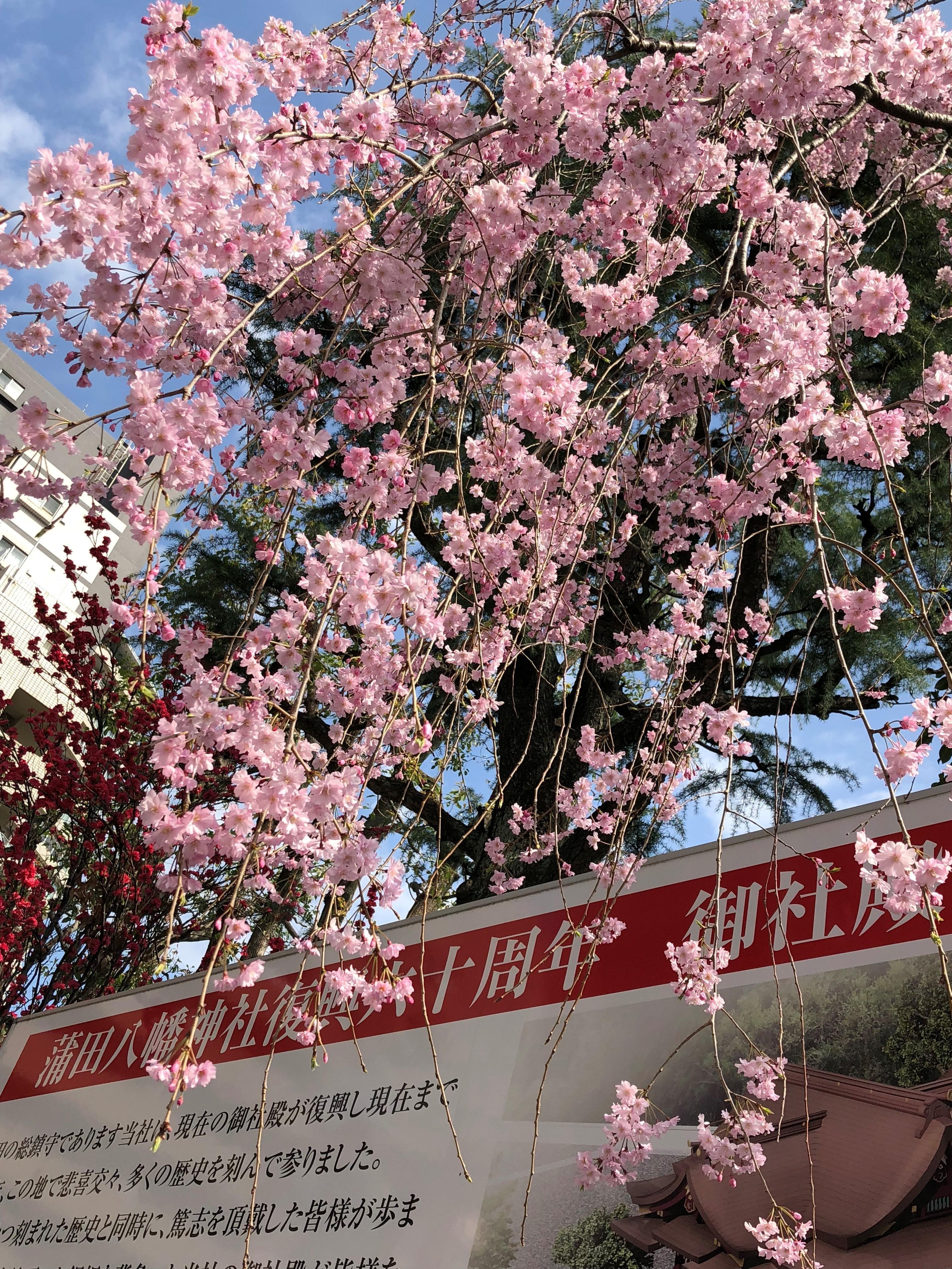 桜.jpg