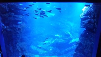 京都水族館３.jpg