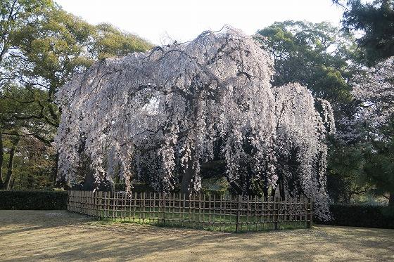 京都御苑 (2).jpg