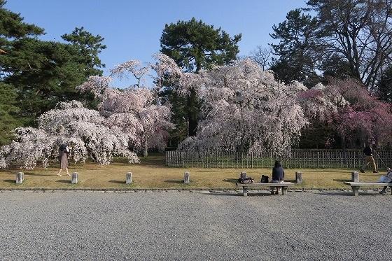 京都御苑.jpg