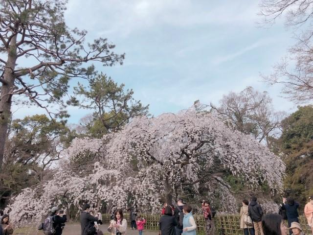 御所桜2.jpg