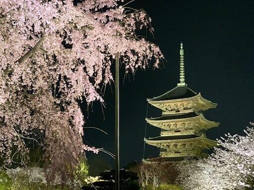 東寺 夜桜ライトアップ 京都でのホテル予約は東急ステイ京都阪井座 四条河原町 公式