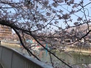 大横川の桜20172.jpg