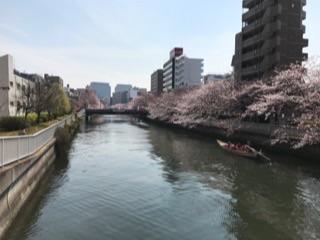 大横川の桜20174.jpg