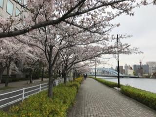 隅田川の桜20174.jpg