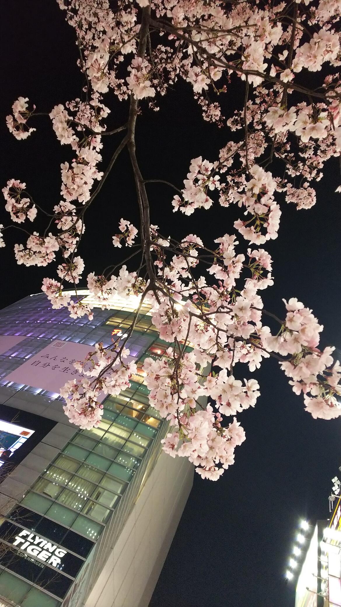 新宿駅前桜(夜).JPG
