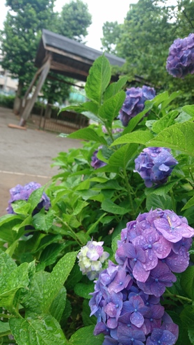 氷川神社あじさい.JPG