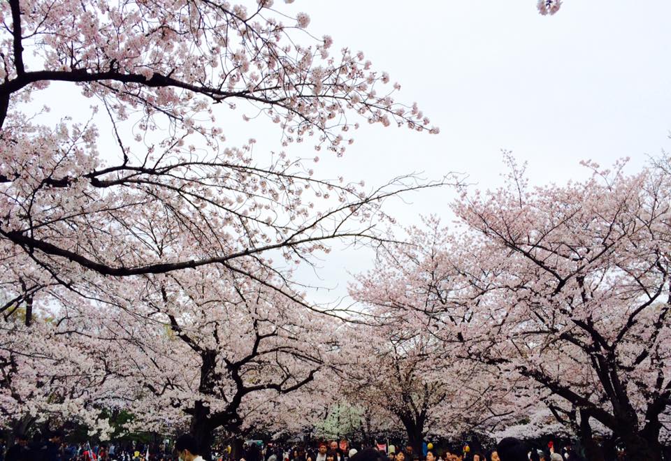 桜満開 代々木公園 渋谷のホテル予約は東急ステイ渋谷 新南口 公式