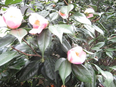 IMG_2573.JPGのサムネール画像