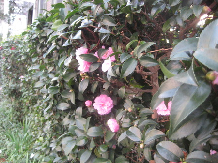 IMG_9768.JPGのサムネール画像