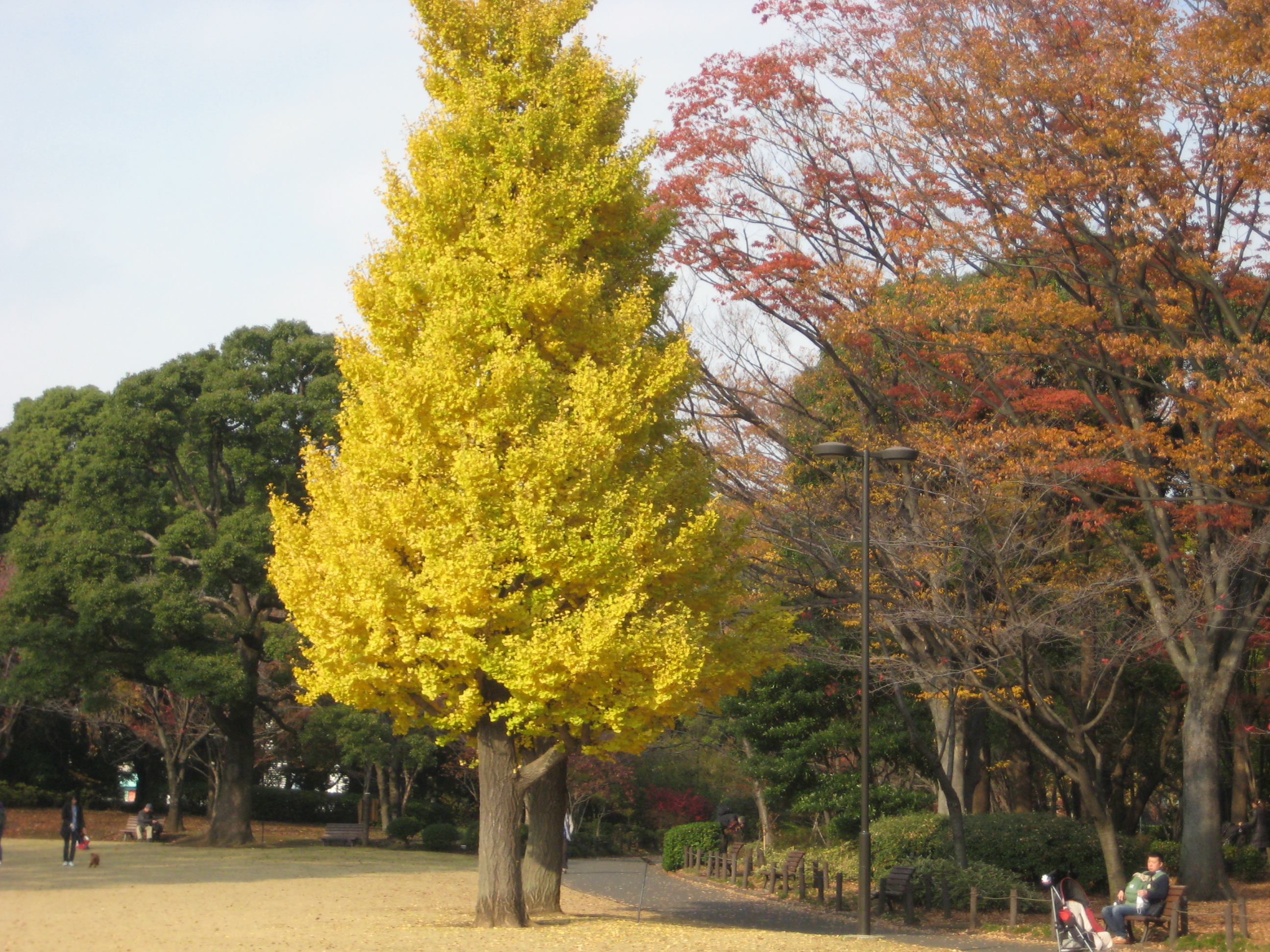 北の丸公園 紅葉 水道橋のホテル予約は東急ステイ水道橋 公式