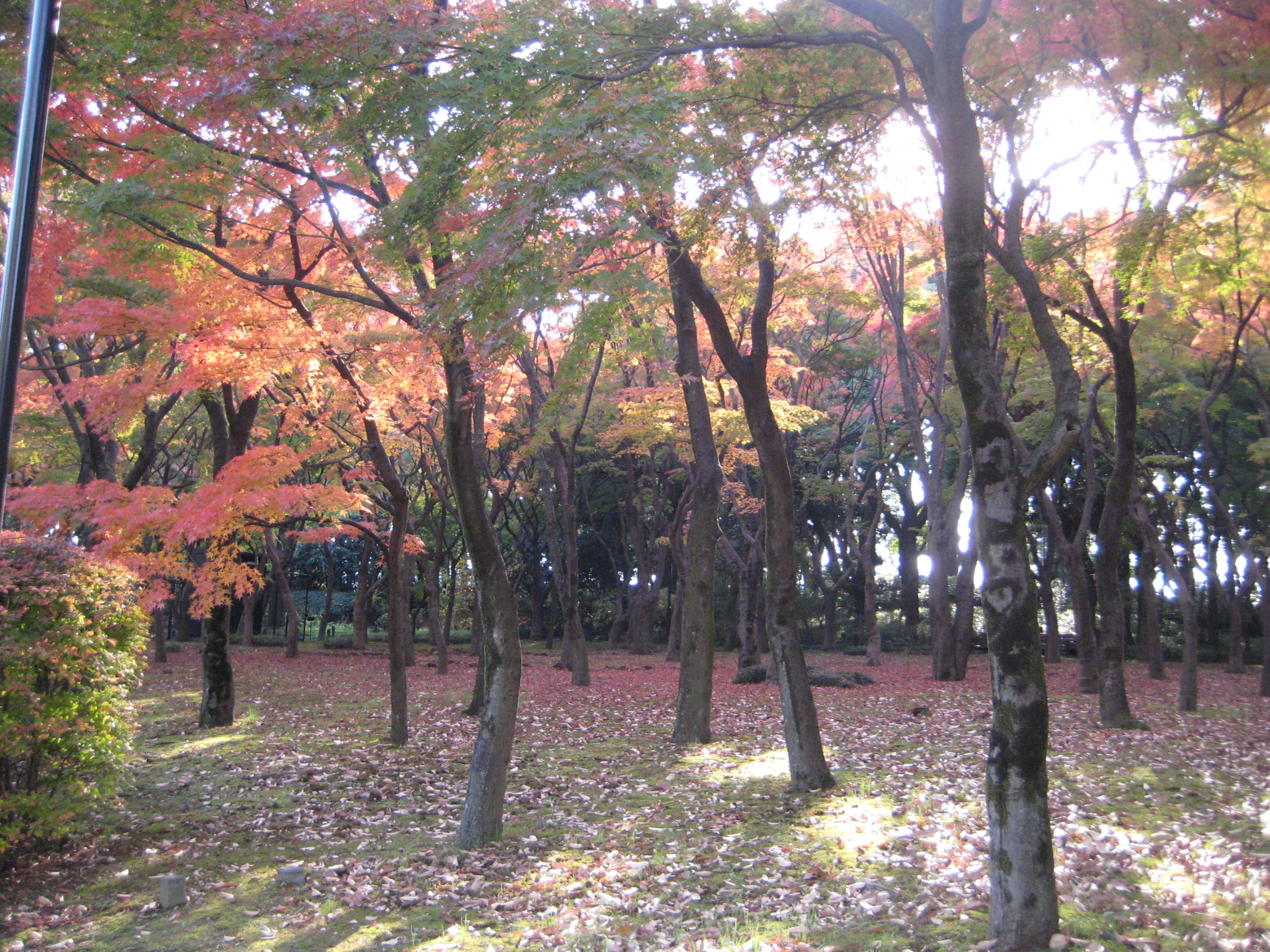 北の丸公園 紅葉 水道橋のホテル予約は東急ステイ水道橋 公式