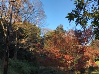 有栖川宮記念公園エントランス紅葉2.jpg