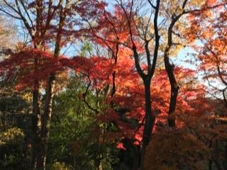 有栖川宮記念公園紅葉1.jpg