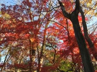 有栖川宮記念公園紅葉2.JPG