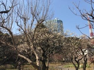 芝公園銀世界梅20183.jpg