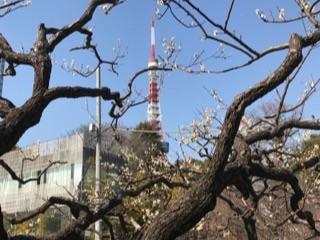 芝公園銀世界梅20182.jpg