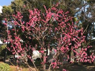 芝公園銀世界梅20181.jpg